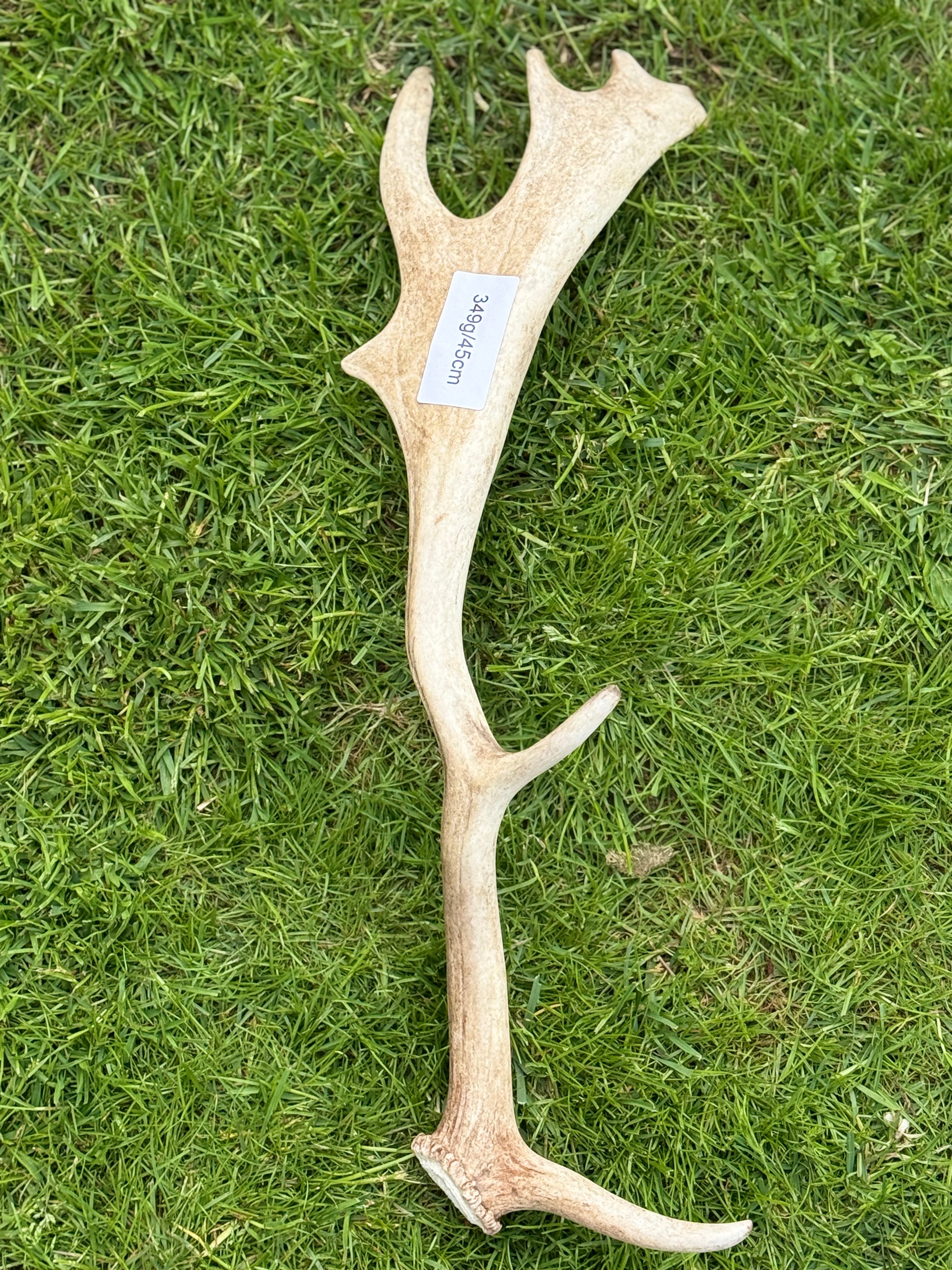 Fallow Deer Antler Dog Chew – 349g / 45cm – Sold As Seen