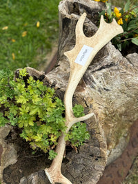 Antler Chew