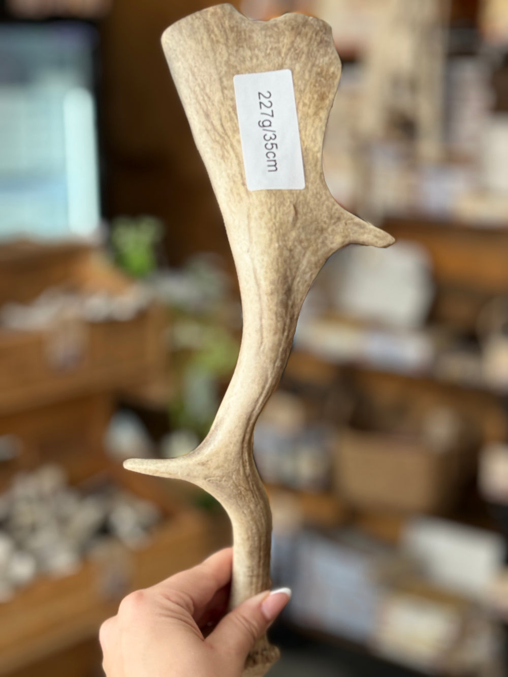 Fallow Deer Antler Dog Chew – 227g / 35cm – Sold As Seen