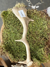 Antler Chew