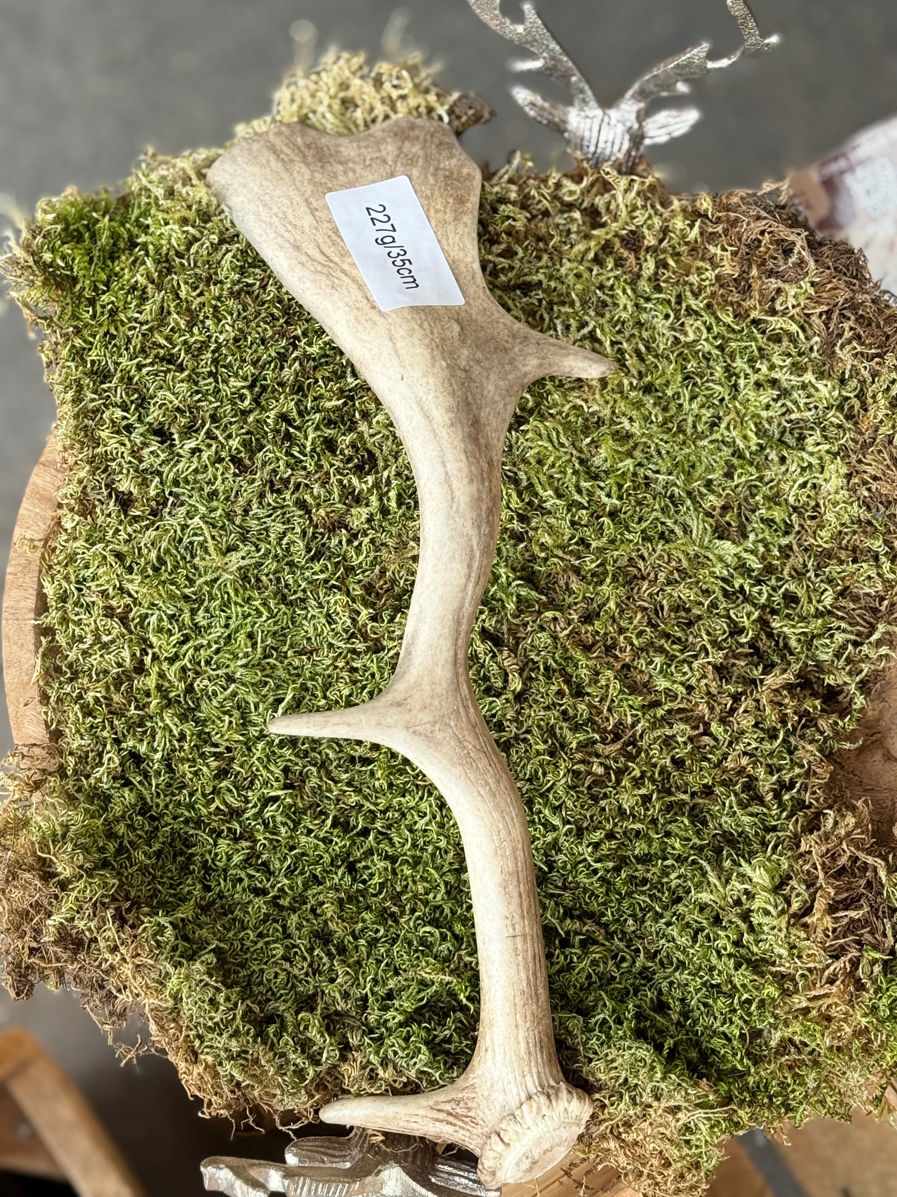Fallow Deer Antler Dog Chew – 227g / 35cm – Sold As Seen