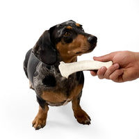 Natural Moose Dog Chews: Long-lasting, mineral-rich, Sustainable chews with harder marrow for lasting chewing sessions.  - Antler Chew 