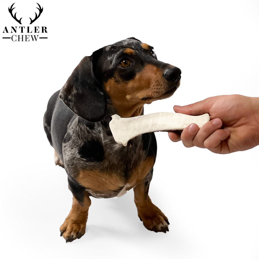 Elk Antler Chew - Antler Chew