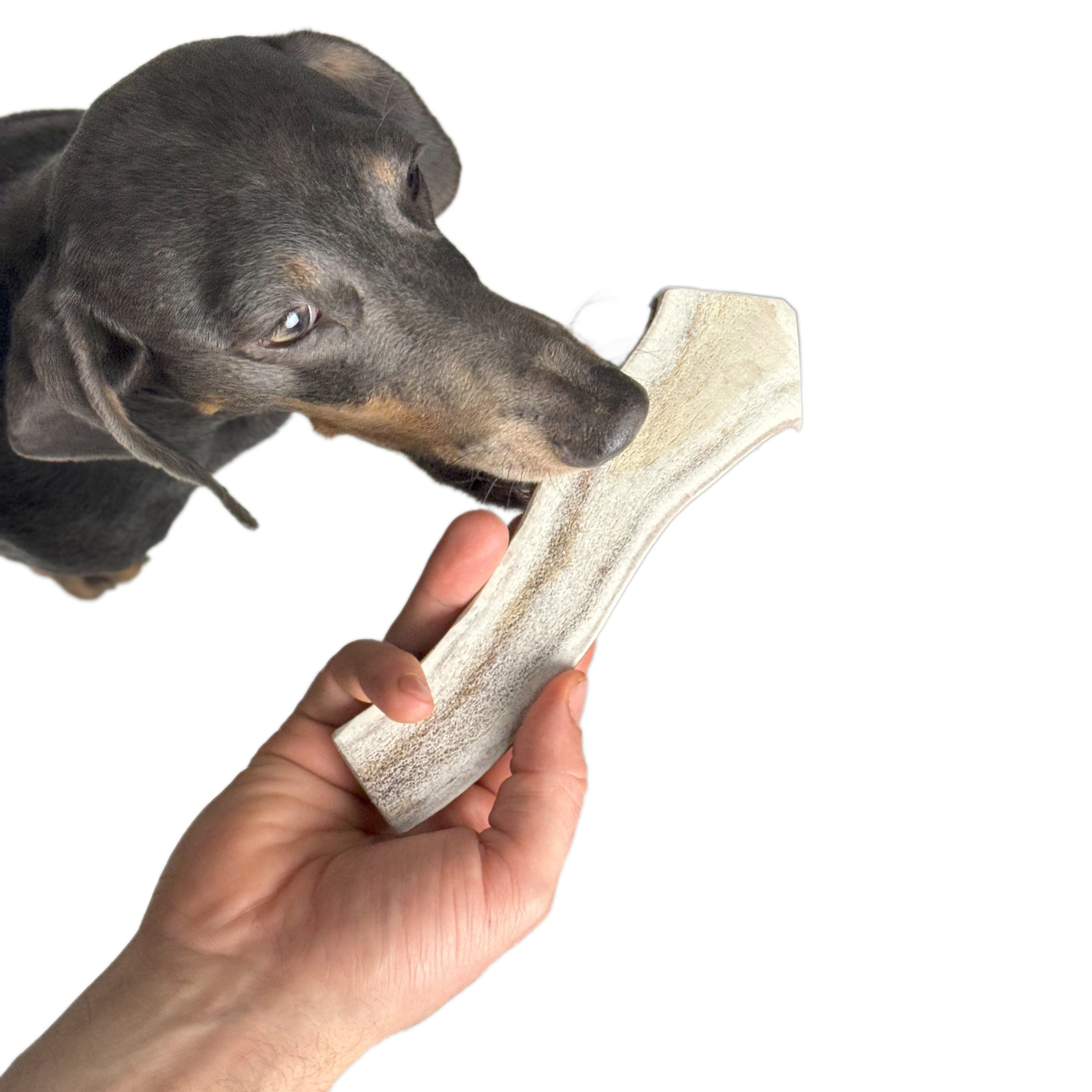 Natural Red Deer Split Antlers provide entertainment for non-power chewers. Puppy friendly from 12 weeks. Full of minerals and protein.  - Antler Chew 