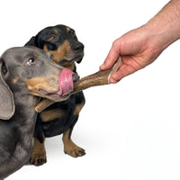 Natural Moose Dog Chews: Long-lasting, mineral-rich, Sustainable chews with harder marrow for lasting chewing sessions.  - Antler Chew 