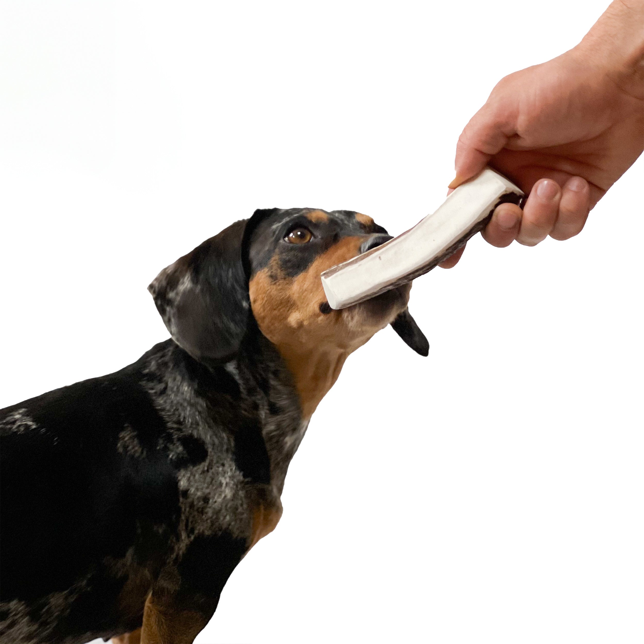 Natural Moose Dog Chews: Long-lasting, mineral-rich, Sustainable chews with harder marrow for lasting chewing sessions.  - Antler Chew 