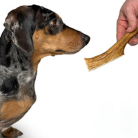 Natural Moose Dog Chews: Long-lasting, mineral-rich, Sustainable chews with harder marrow for lasting chewing sessions.  - Antler Chew 