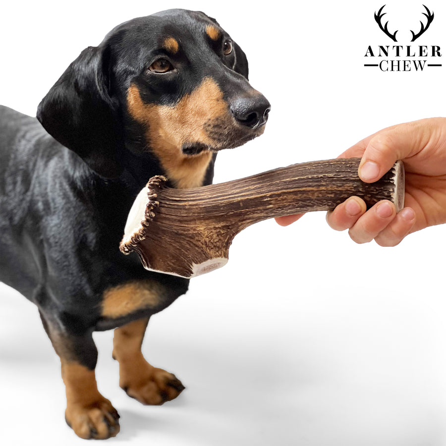 Deer Antler Chew - Antler Chew