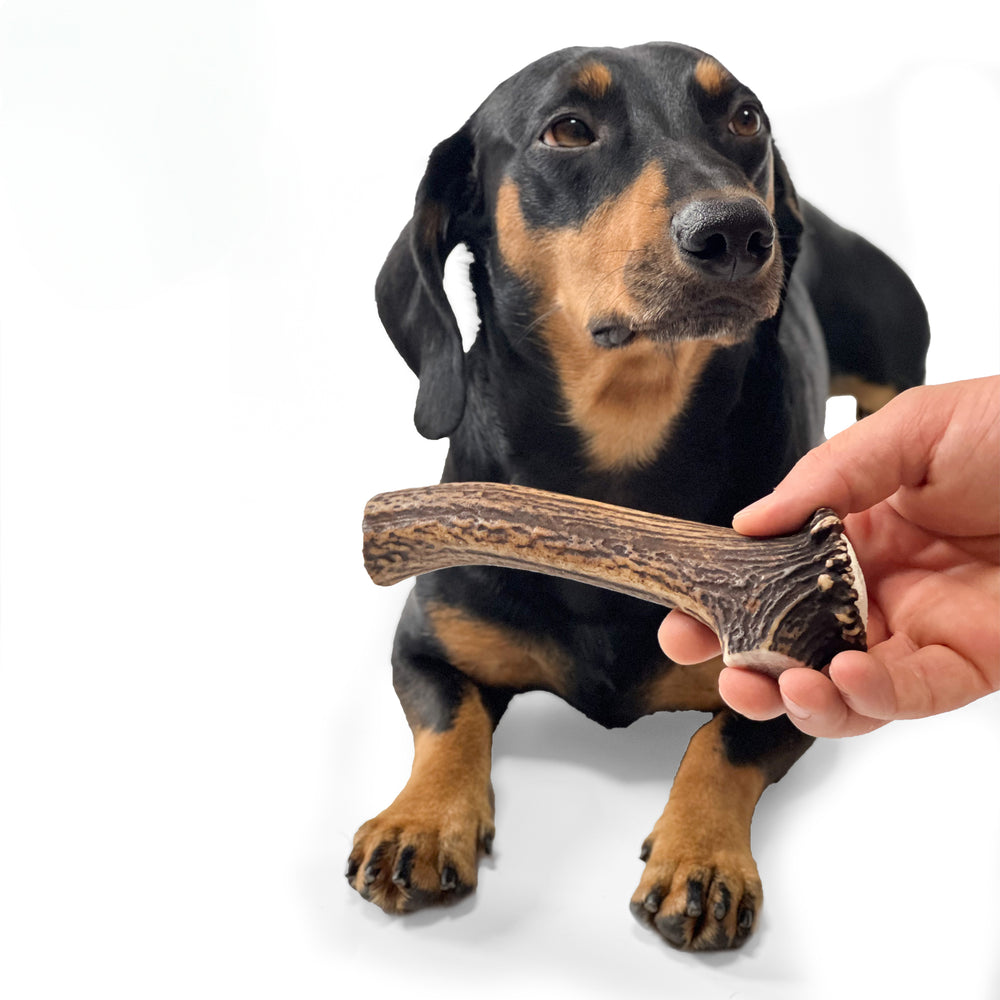 100% natural Red Deer Dog Chews for medium hard chewers. Packed with minerals and protein to clean and strengthen teeth. Sustainable and naturally shed.  - Antler Chew 
