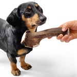 100% natural Red Deer Dog Chews for medium hard chewers. Packed with minerals and protein to clean and strengthen teeth. Sustainable and naturally shed.  - Antler Chew 