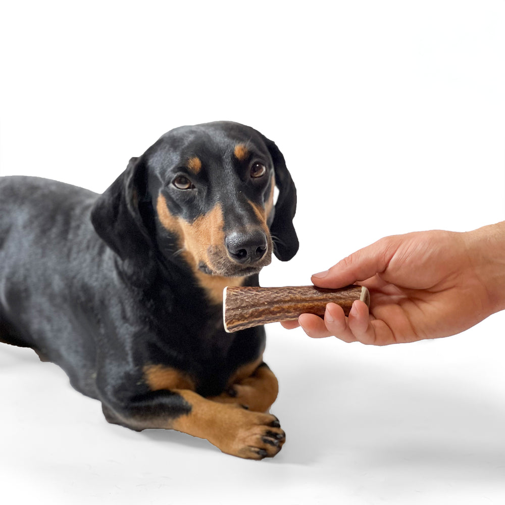 100% natural Red Deer Dog Chews for medium hard chewers. Packed with minerals and protein to clean and strengthen teeth. Sustainable and naturally shed.  - Antler Chew 
