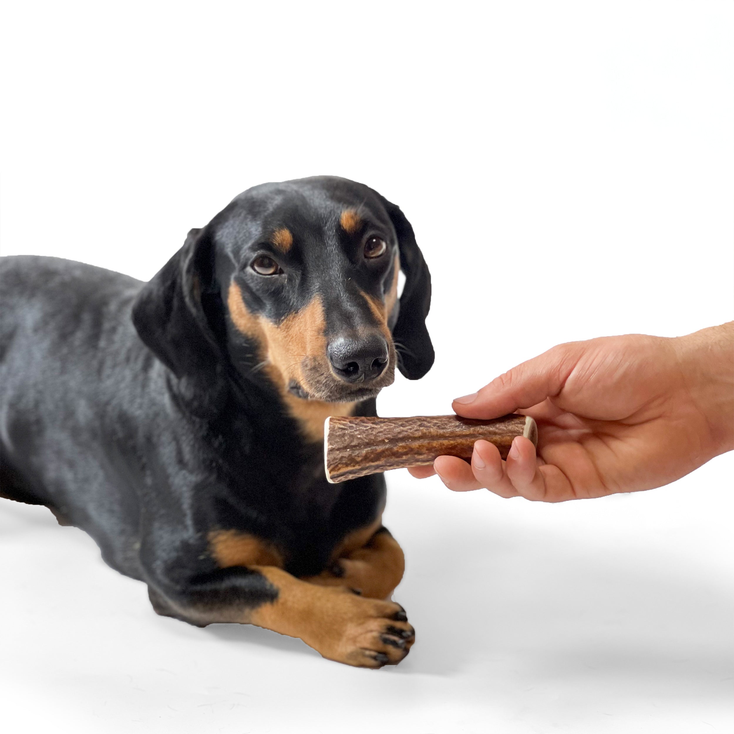 100% natural Red Deer Dog Chews for medium hard chewers. Packed with minerals and protein to clean and strengthen teeth. Sustainable and naturally shed.  - Antler Chew 