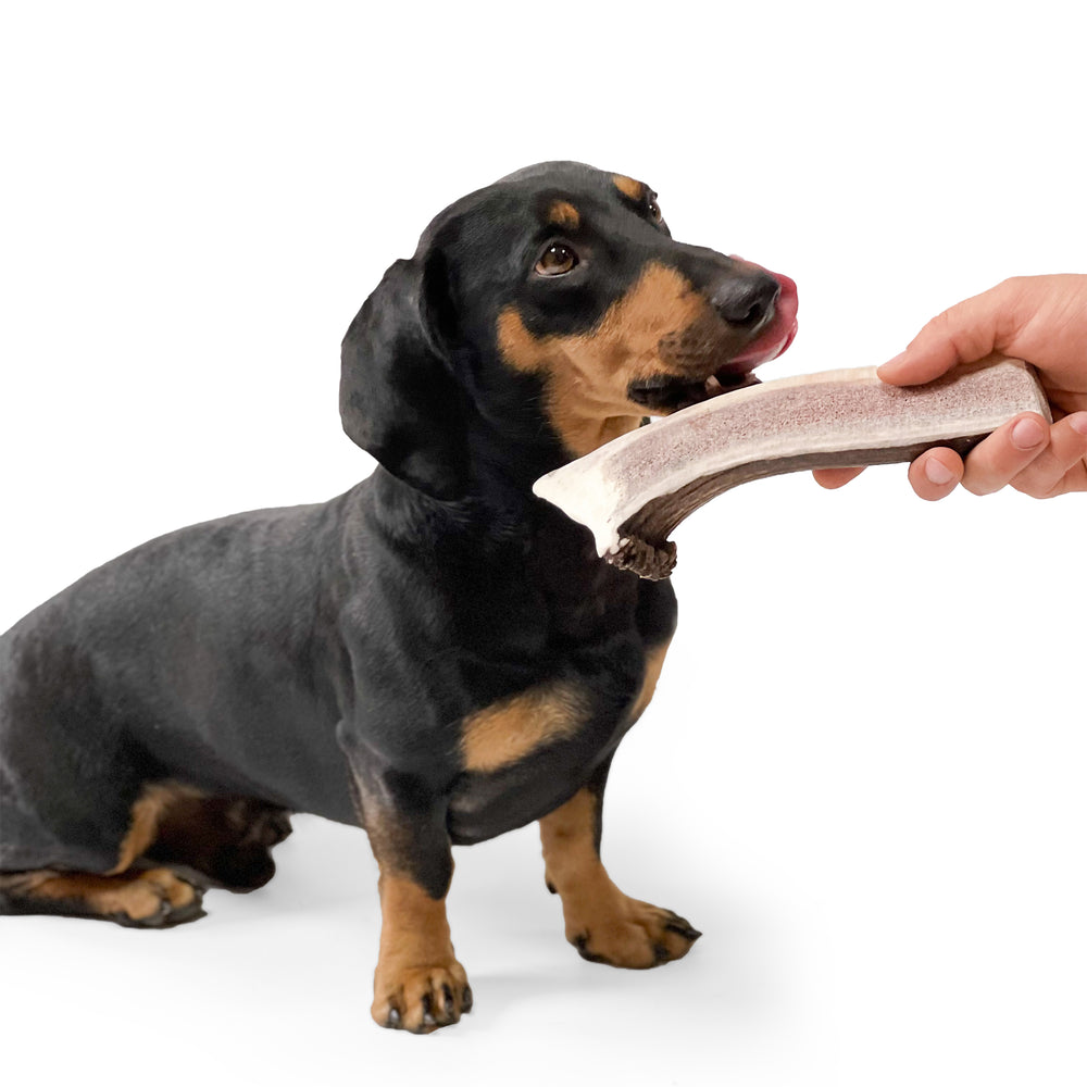 Natural Red Deer Split Antlers provide entertainment for non-power chewers. Puppy friendly from 12 weeks. Full of minerals and protein.  - Antler Chew 