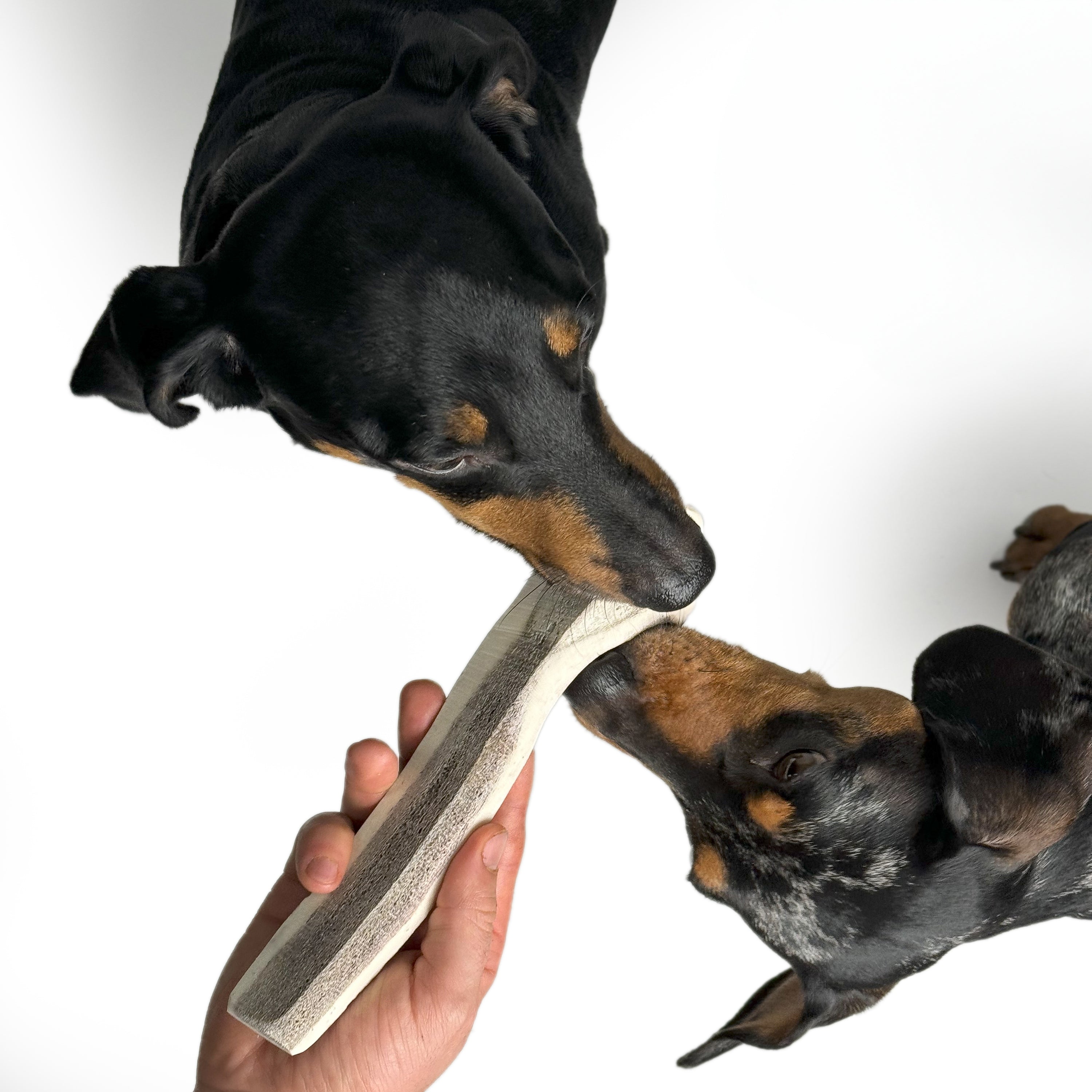 Natural Red Deer Split Antlers provide entertainment for non-power chewers. Puppy friendly from 12 weeks. Full of minerals and protein.  - Antler Chew 