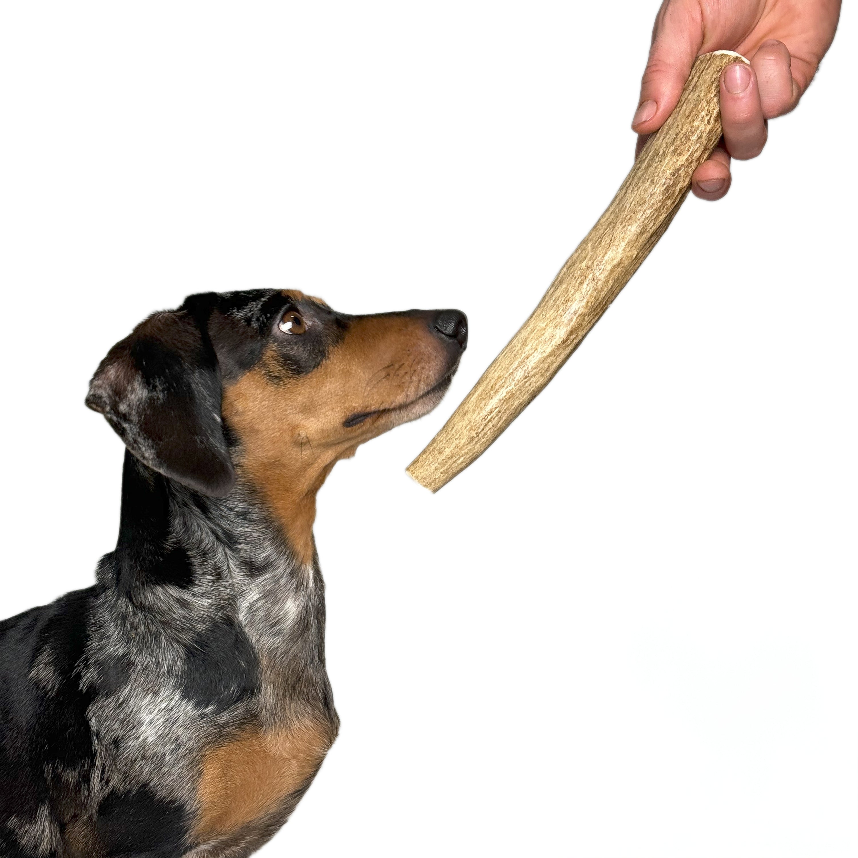 Natural Moose Dog Chews: Long-lasting, mineral-rich, Sustainable chews with harder marrow for lasting chewing sessions.  - Antler Chew 
