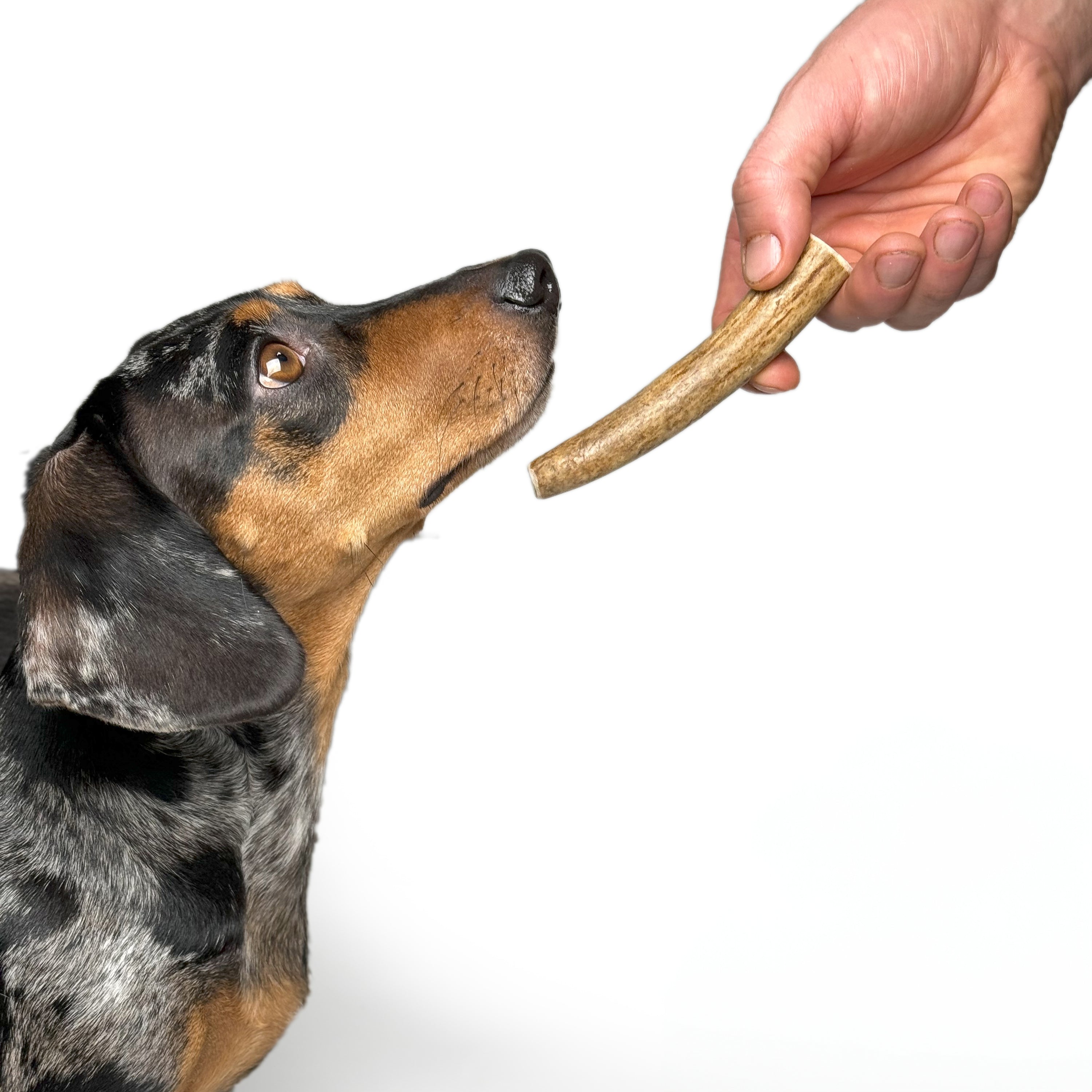 Natural Moose Dog Chews: Long-lasting, mineral-rich, Sustainable chews with harder marrow for lasting chewing sessions.  - Antler Chew 