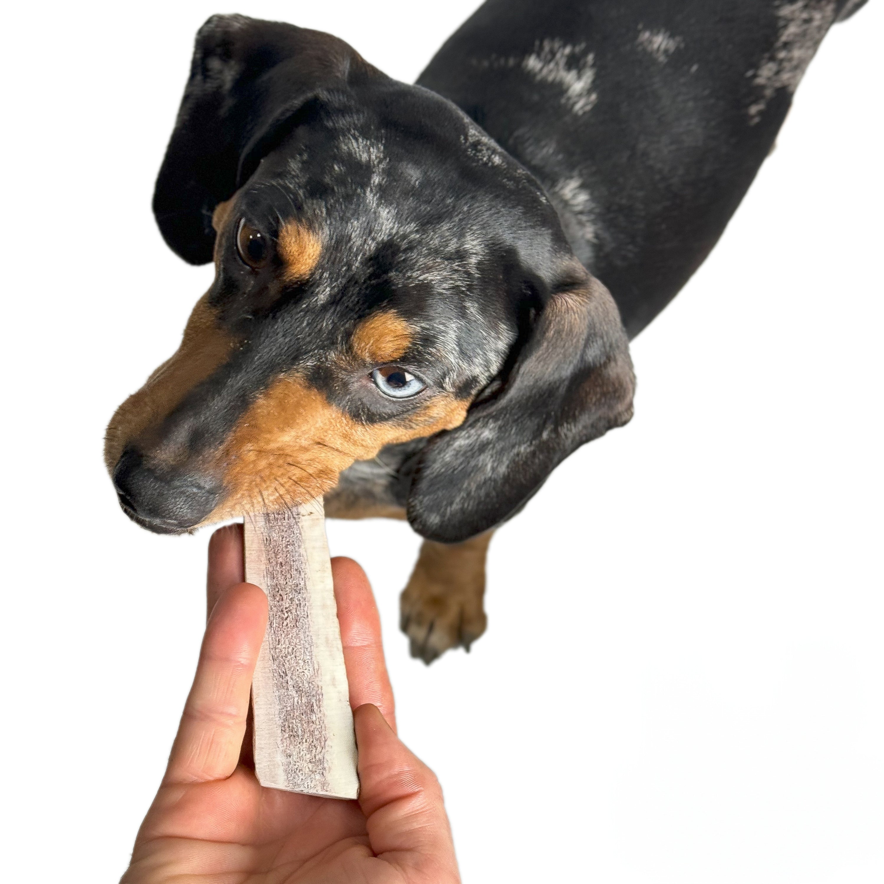 Natural Red Deer Split Antlers provide entertainment for non-power chewers. Puppy friendly from 12 weeks. Full of minerals and protein.  - Antler Chew 