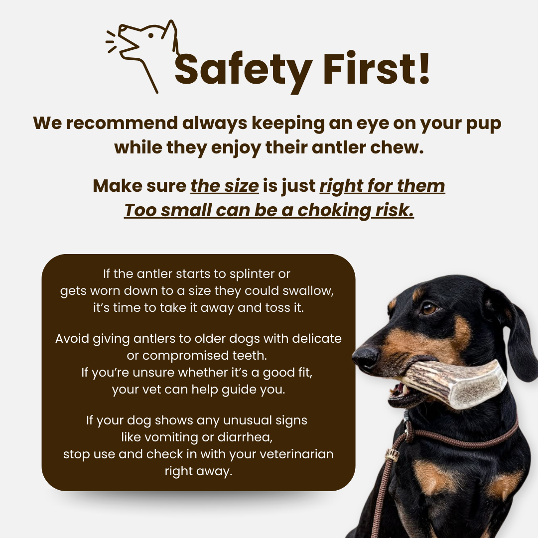 Natural Red Deer Split Antlers provide entertainment for non-power chewers. Puppy friendly from 12 weeks. Full of minerals and protein.  - Antler Chew 