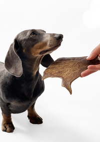 100% Natural Fallow Deer Dog Chews for soft to medium chewers. Packed with minerals, protein, and calcium to strengthen teeth. Sustainable sourced.  - Antler Chew 