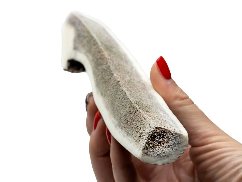 Antler Chew