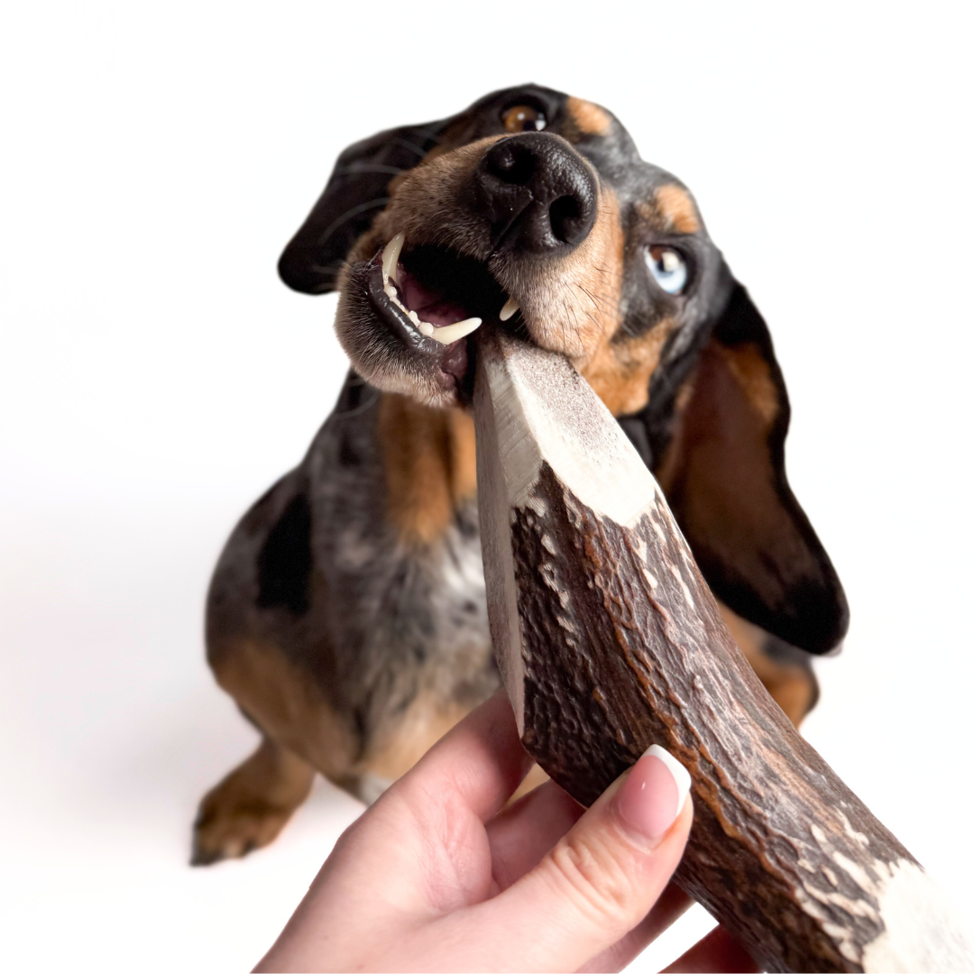 BuckHorn Cut Antler Chew features two open ends for easy marrow access while maintaining durability. Perfect for picky chewers who need long-lasting engagement!  - Antler Chew 