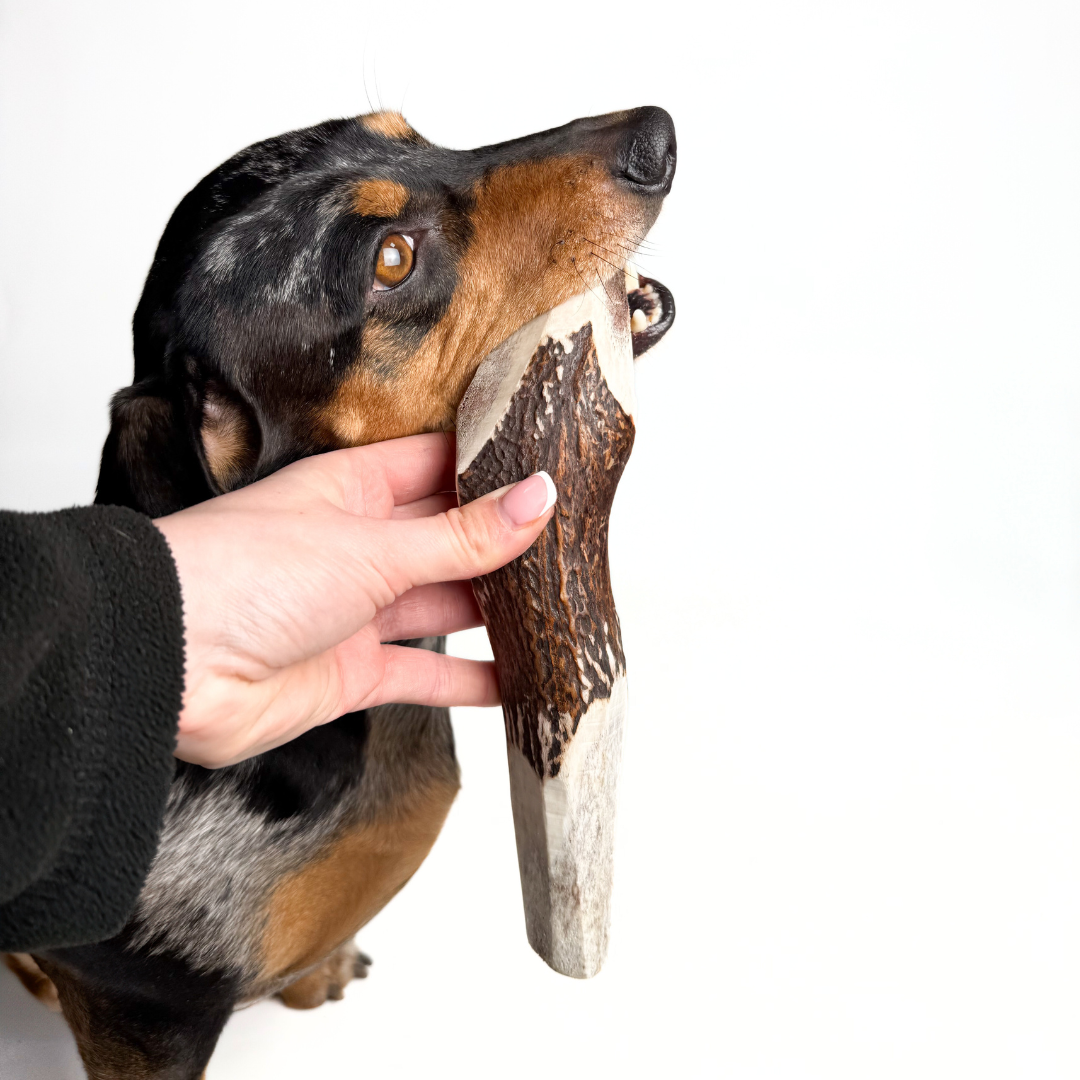 BuckHorn Cut Antler Chew features two open ends for easy marrow access while maintaining durability. Perfect for picky chewers who need long-lasting engagement!  - Antler Chew 
