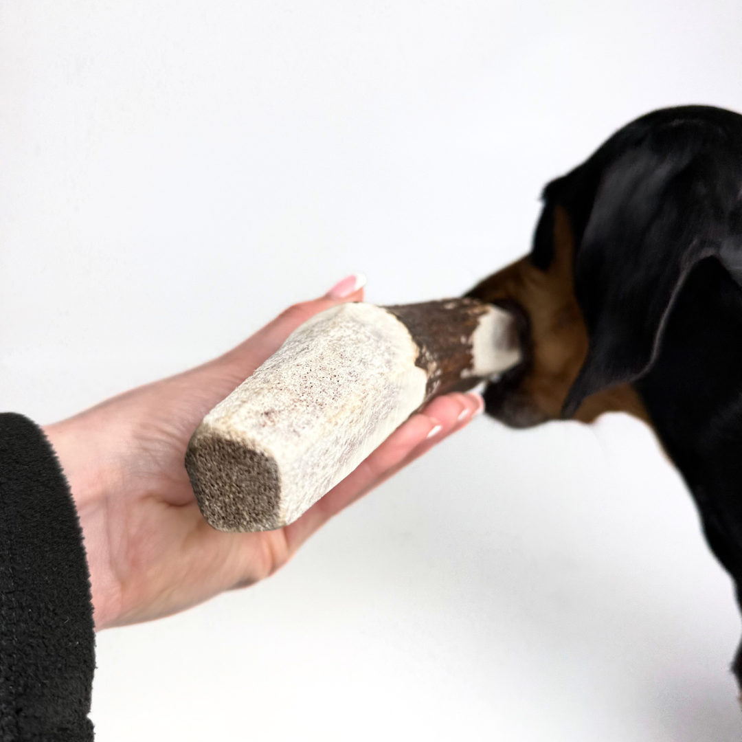 BuckHorn Cut Antler Chew features two open ends for easy marrow access while maintaining durability. Perfect for picky chewers who need long-lasting engagement!  - Antler Chew 