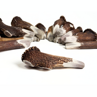 Introducing our unique BuckHorn Crown Cut Antler Chew—designed for durability with just enough exposed marrow for engagement. It includes the crown for extra strength, ensuring a long-lasting, natural chew for power chewers.  - Antler Chew 