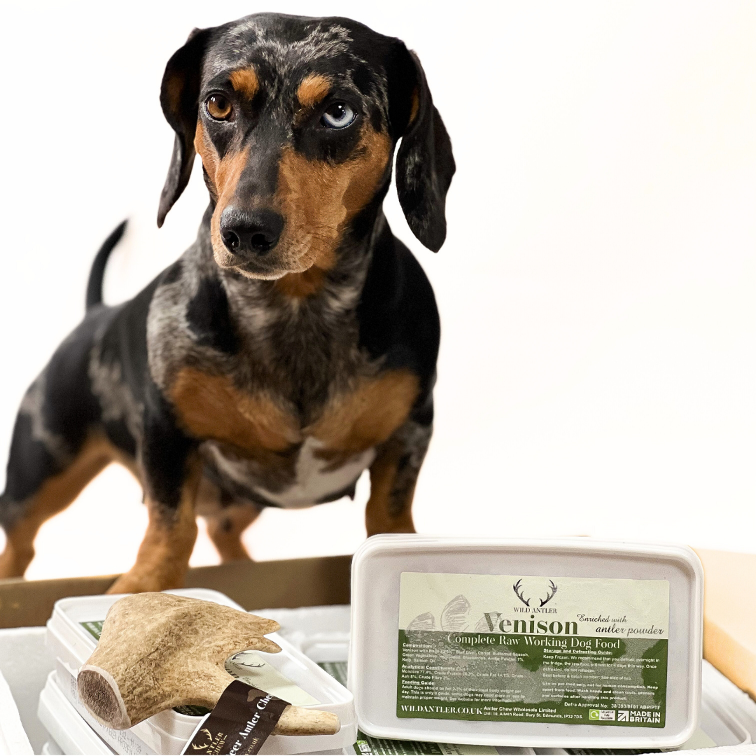  Venison raw dog food bundle with extra Fallow Deer Antler . Complete formula meal for dogs 24 weeks+.  Taste the Wild in every bite!   - Antler Chew 