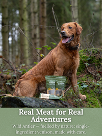   - Antler Chew 
