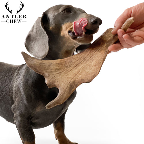 Fallow Deer Antler Chew - Antler Chew