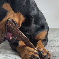 Antler Chew