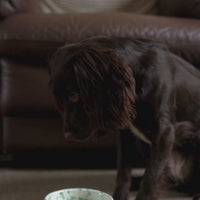 Antler Chew