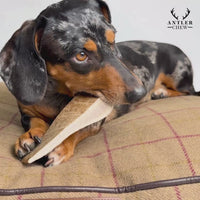 Antler Chew